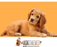 Ask The Vet image 1